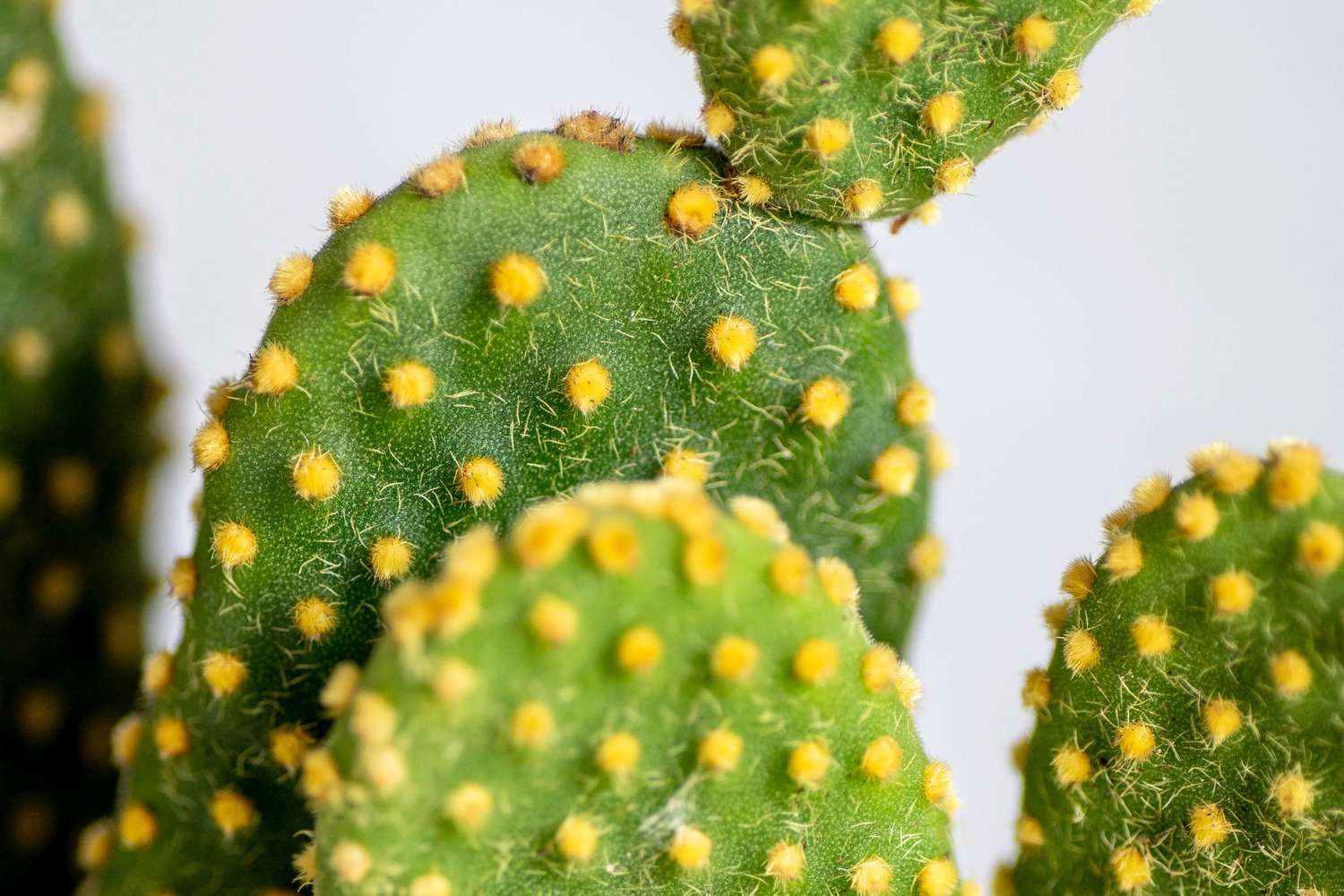 Hasenohrkaktus Blattpolster mit kleinen gelben Punkten und winzigen Stacheln in Nahaufnahme