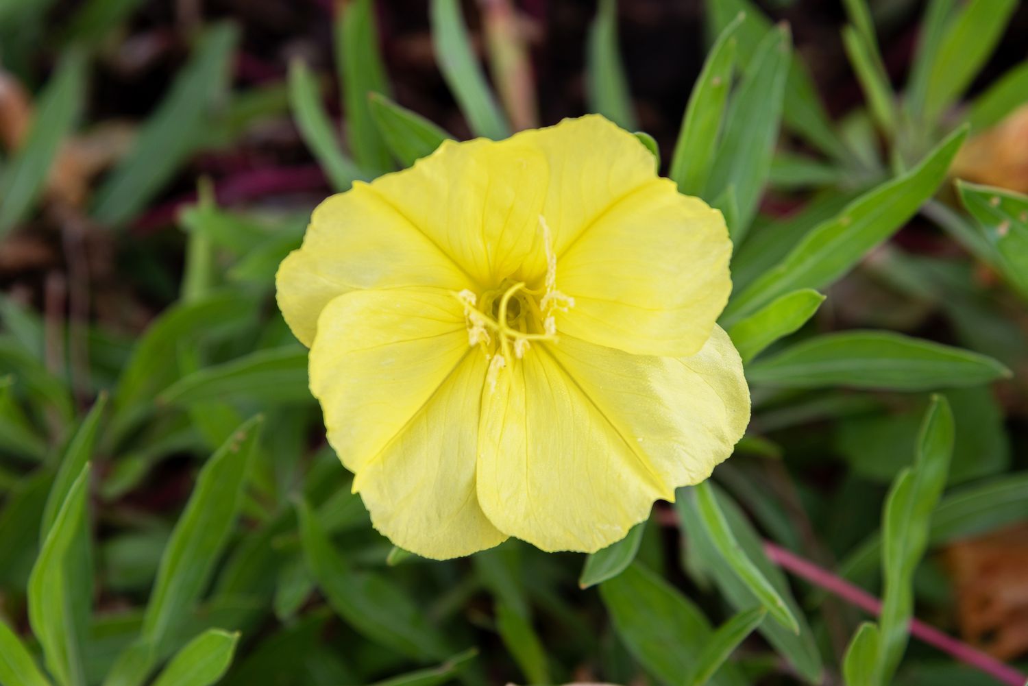 Nachtkerze mit gelber Blüte in Großaufnahme