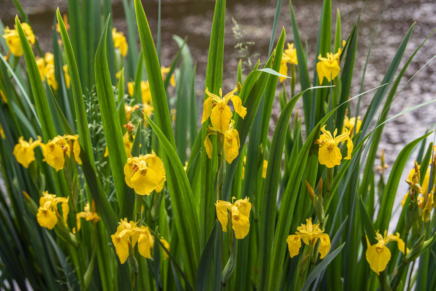 Irisblüten mit hohen schwertförmigen Blättern und gelben Blütenblättern an dünnen Stielen