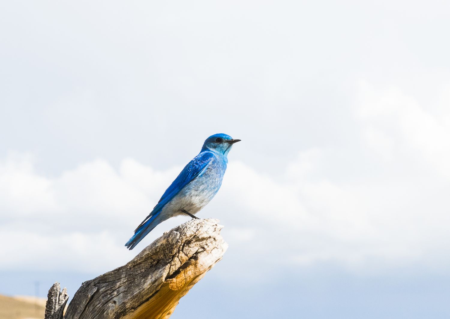 Pássaro azul da montanha