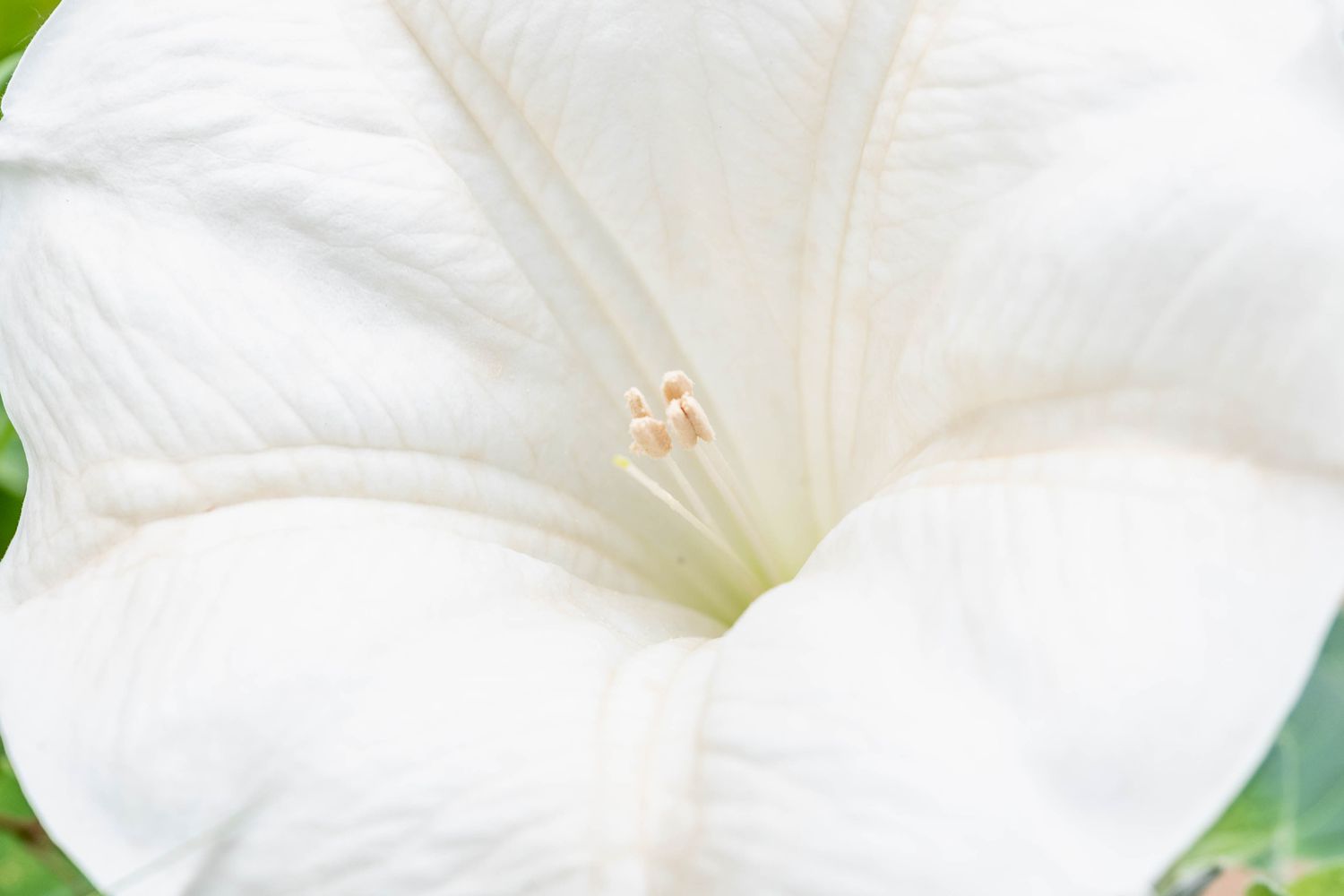 Mondblume mit weißen trompetenförmigen Blütenblättern in Nahaufnahme