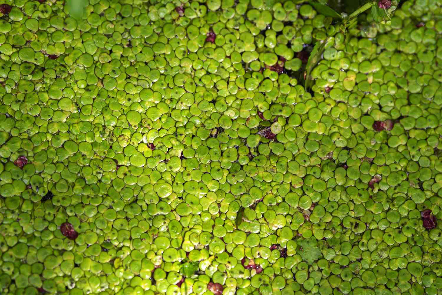 Planta lentilha d'água com pequenas folhas redondas agrupadas em close-up