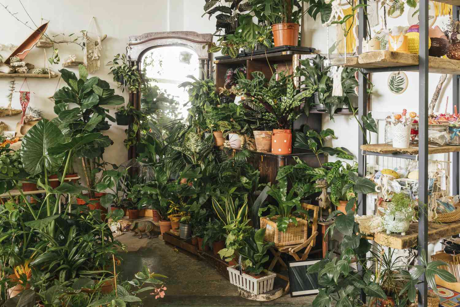 Room filled with lots of houseplants