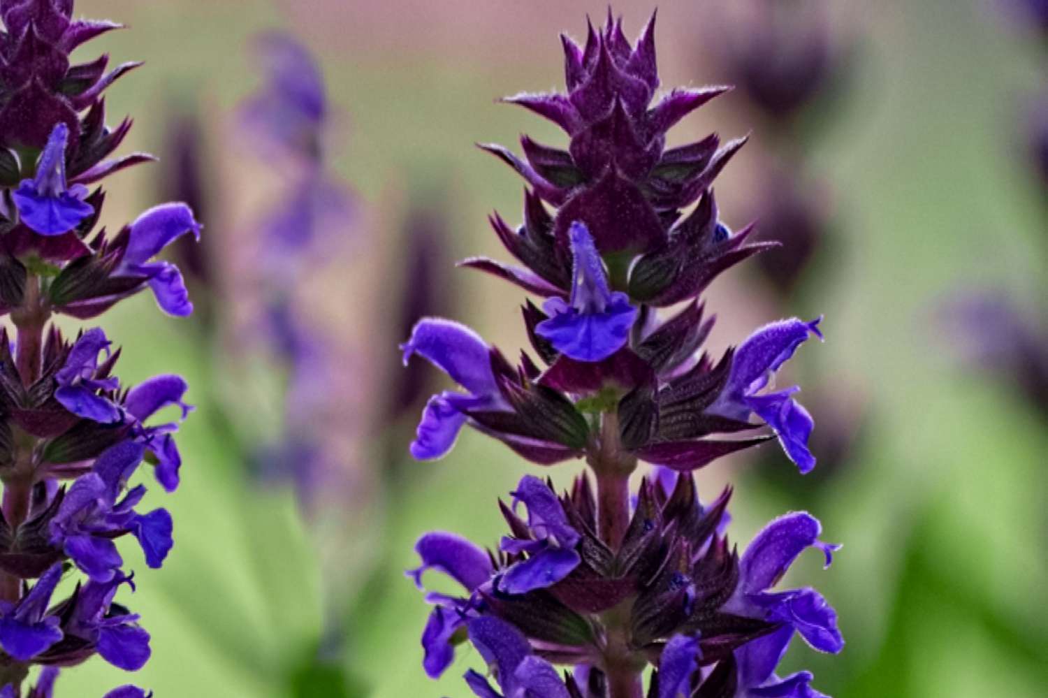 Caradonna salvia lila Blütendolde Nahaufnahme