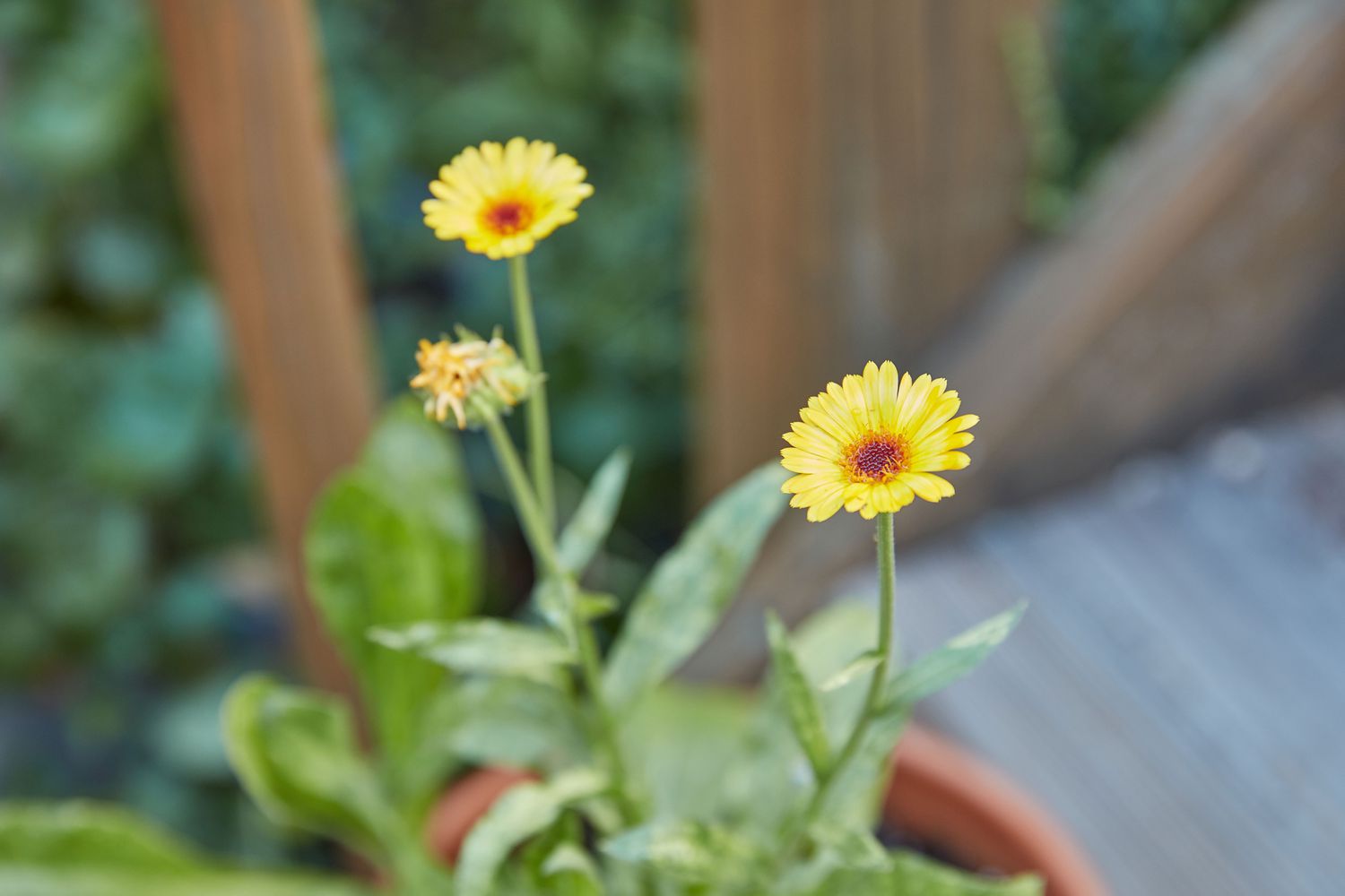 flores de calêndula