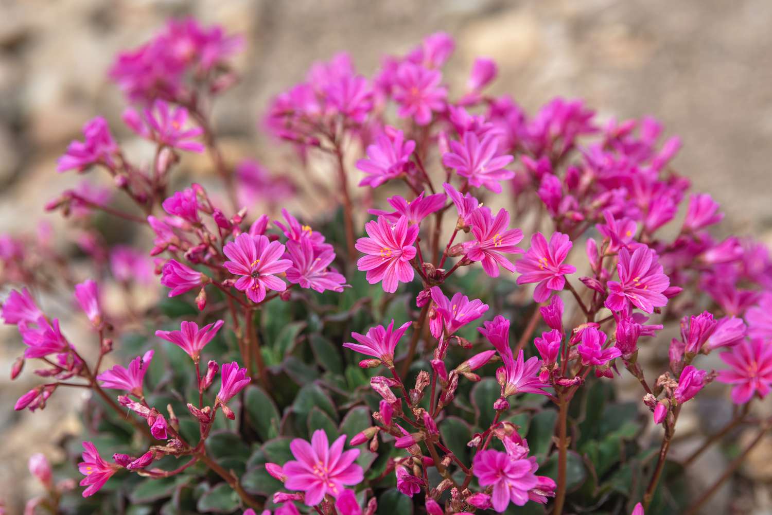 Regenbogen-Lewisia-Pflanze mit leuchtend rosa Blüten an dünnen Stielen in Nahaufnahme