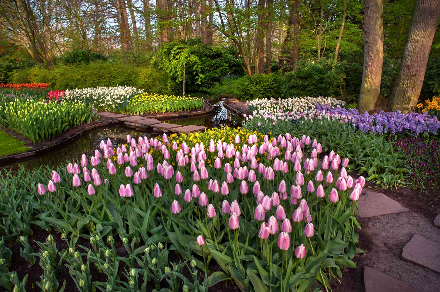 Blumengarten mit rosa Tulpen und weißen, lila und gelben Blumen