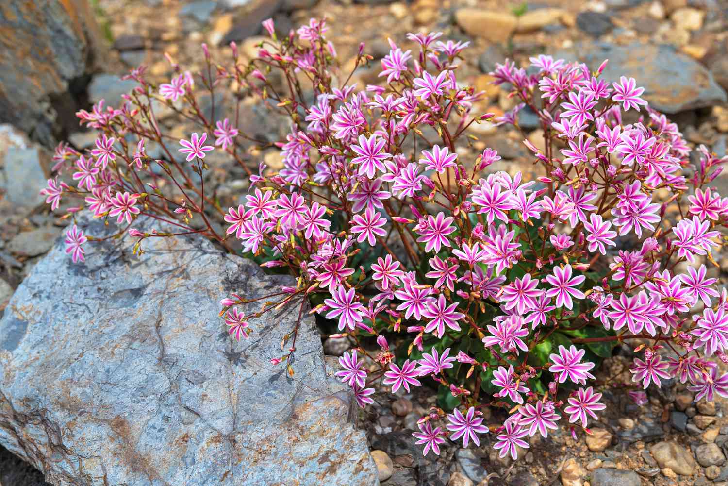 Regenbogen-Lewisia-Pflanze mit rosa und weißen Blüten um einen Felsen herum