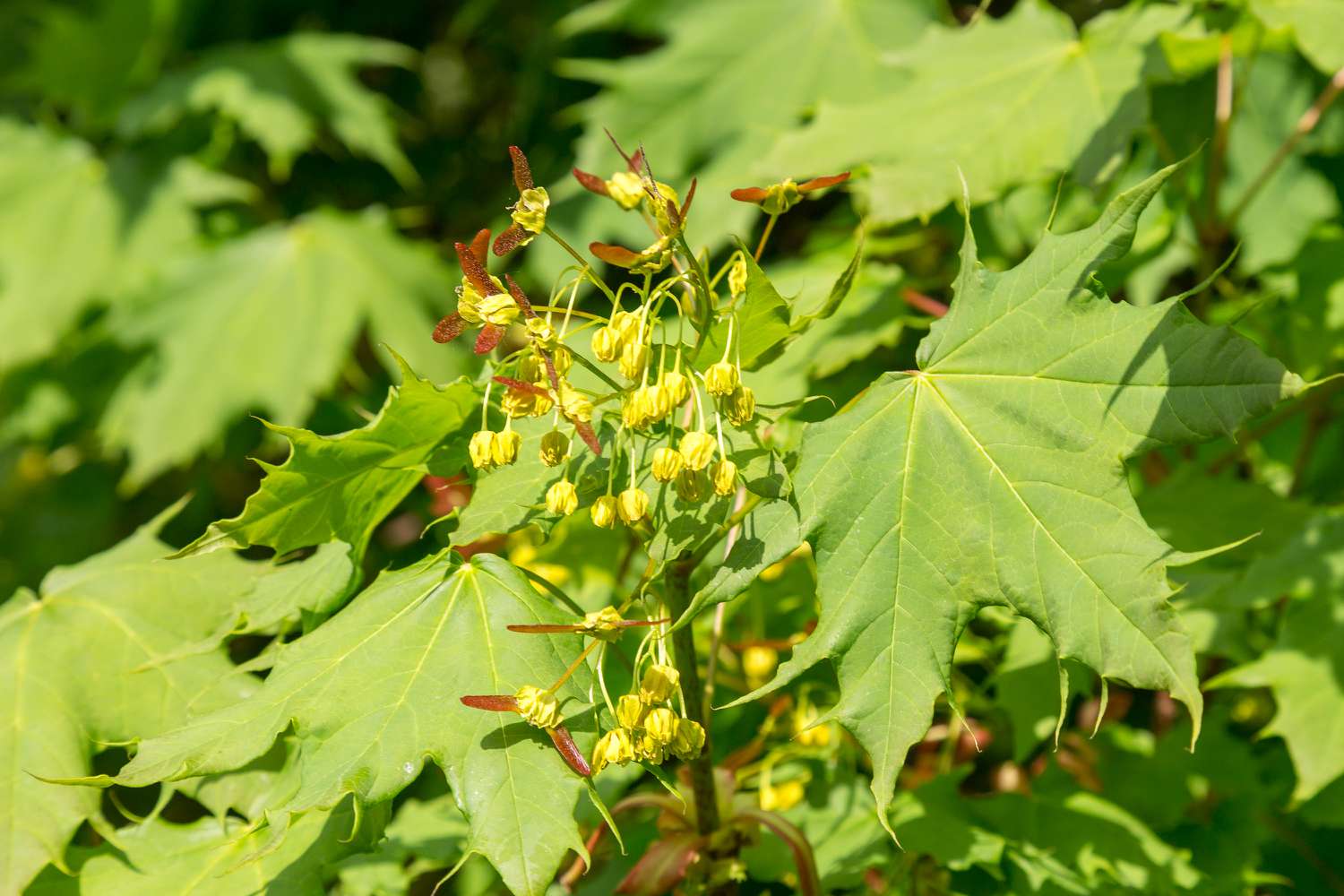 Amur-Ahorn (Acer ginnala) in Blüte