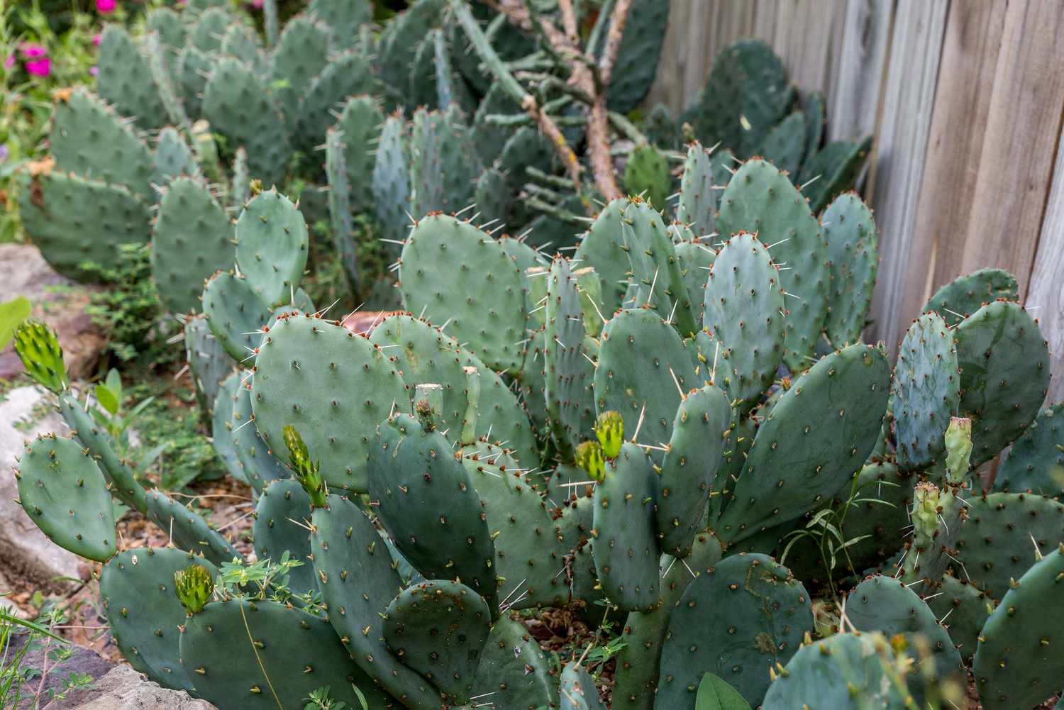 Feigenkaktus in einer Gartenlandschaft