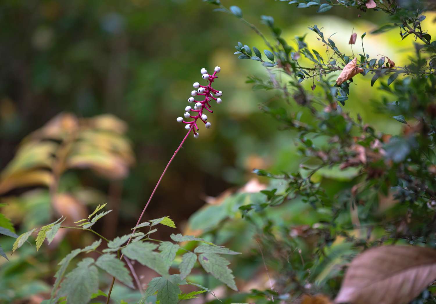 Weiße Baneberry-Pflanze mit langem und dünnem rosa Stiel mit weißen Beeren in bewaldetem Gebiet