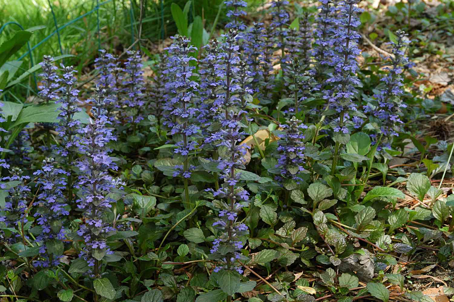 Ajuga Bronze Beauty Pflanzen als Bodendecker verwendet