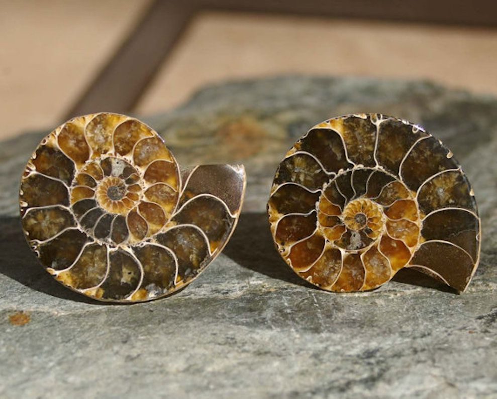 feng shui ammonite