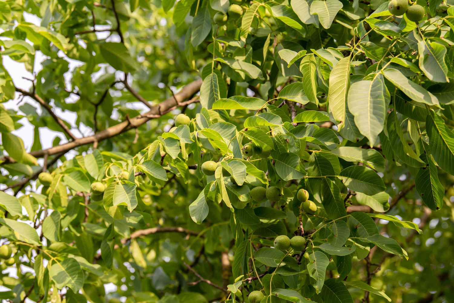 Nogal inglés con nueces verdes y hojas acanaladas en las ramas 