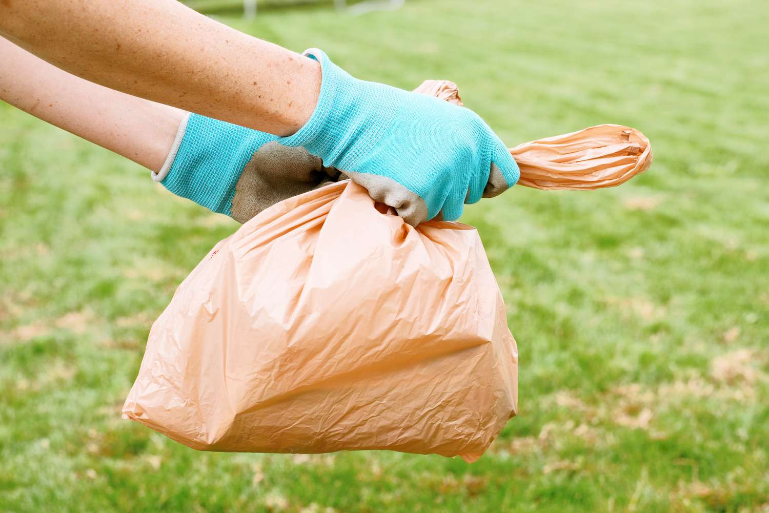 Oiseau mort placé dans un sac plastique orange en portant des gants