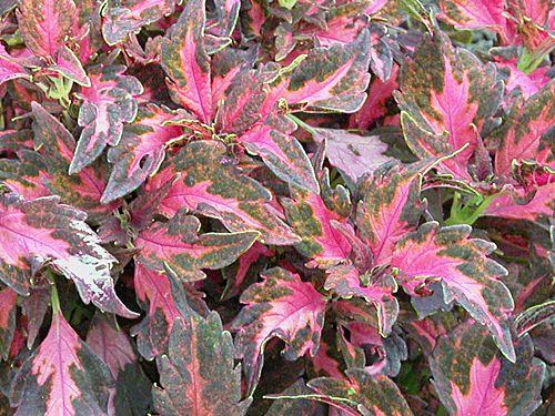 Plantas de Coleus