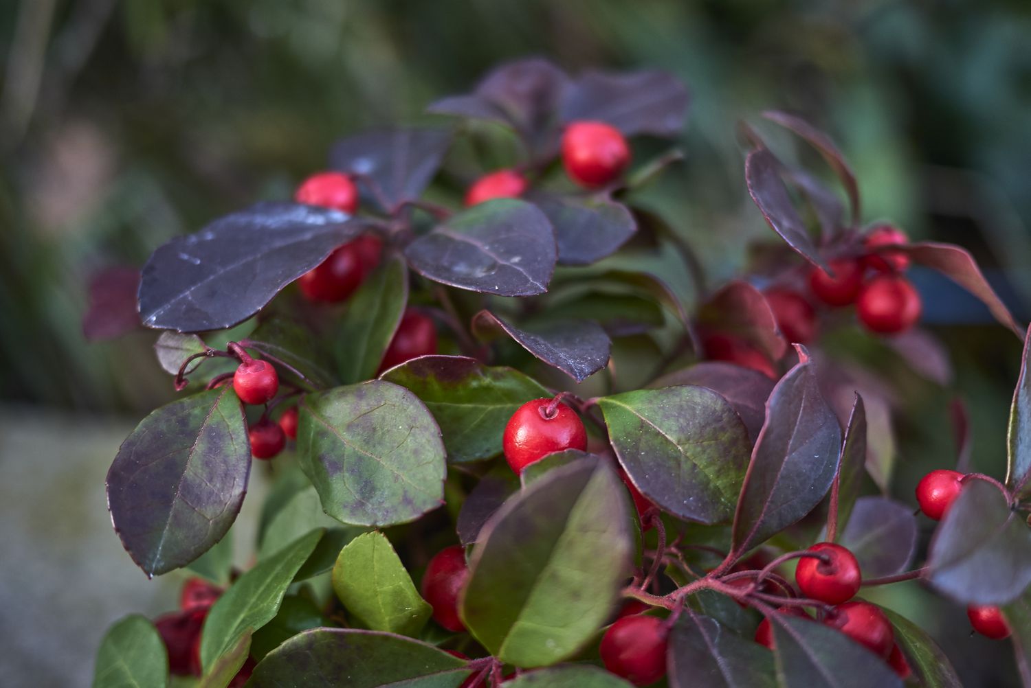 Gaultheria procumbens