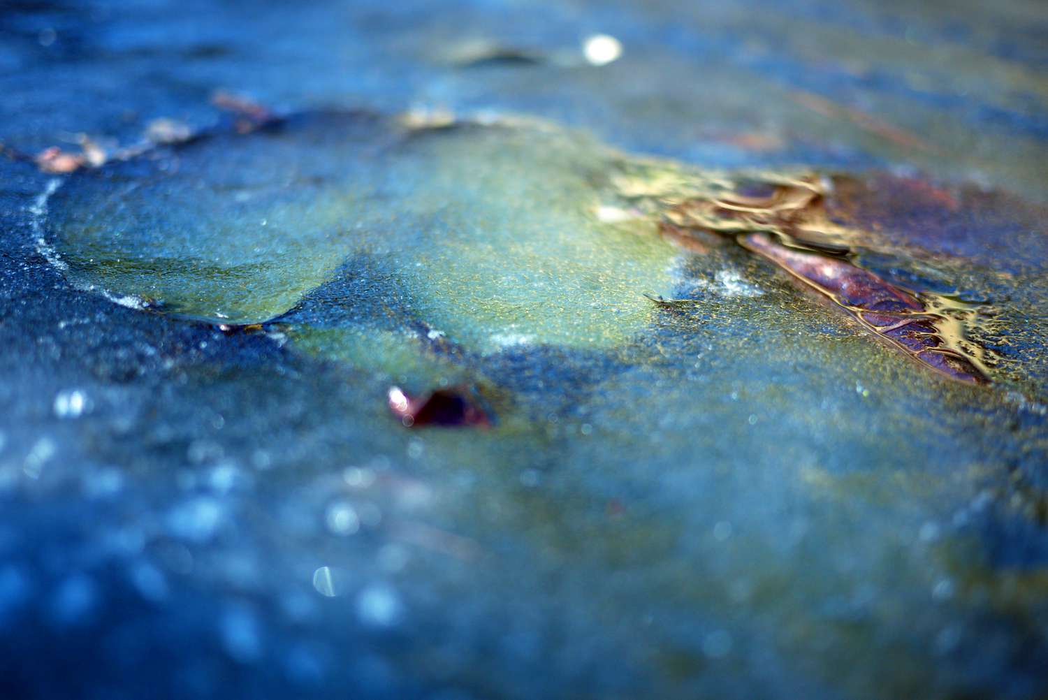 Schimmerndes Seerosenblatt gefroren in dunklem Teich