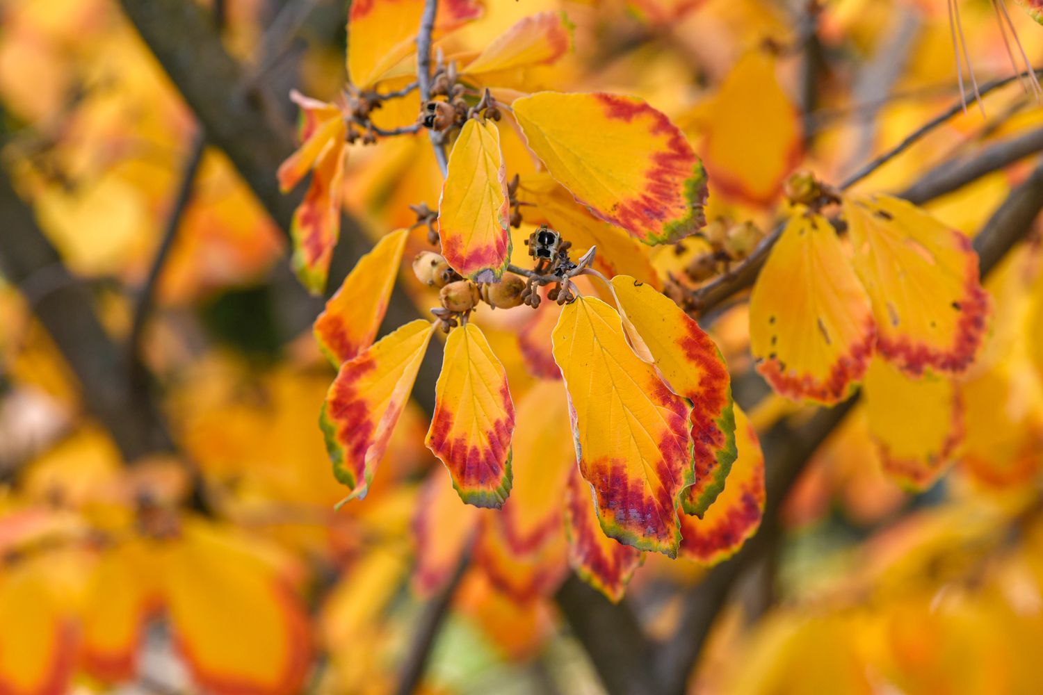Zaubernussstrauch mit orangefarbenen und rot gespitzten Blättern am Ast in Nahaufnahme