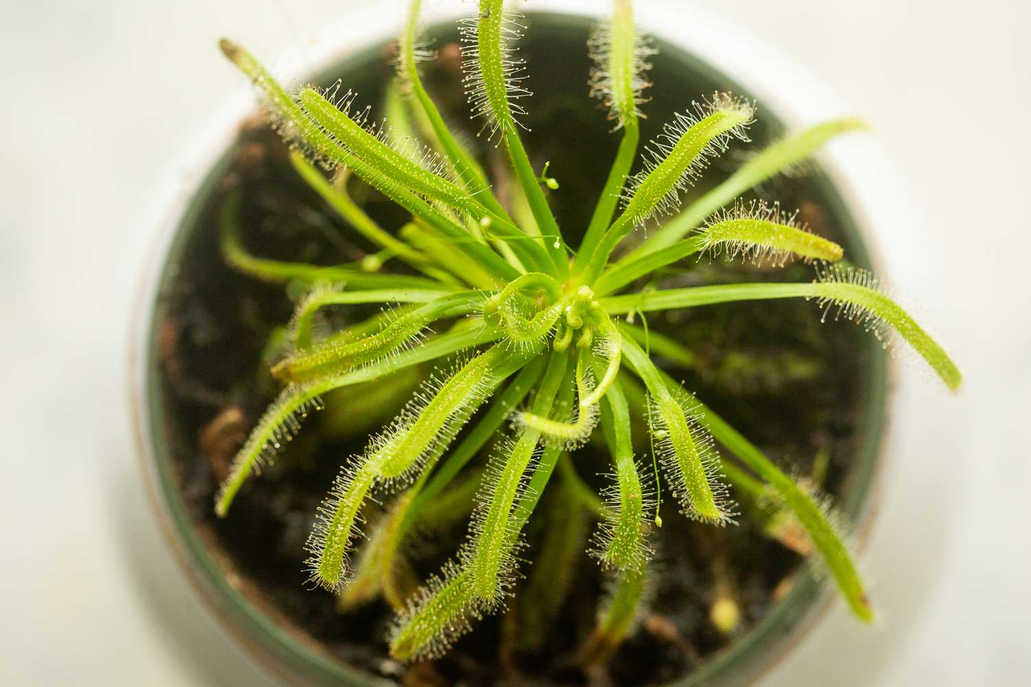 Sundew plant with tiny leaf stalk from above