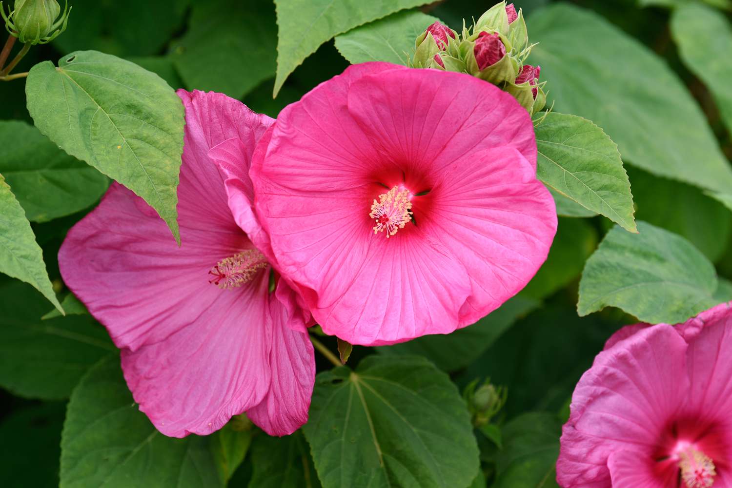 Robuste Hibiskuspflanze mit rosafarbenen trompetenförmigen Blüten und Knospen zwischen Blättern in Großaufnahme