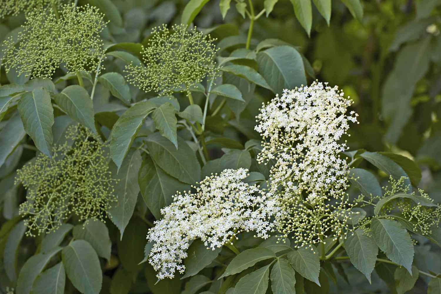 Sureau (Sambucus)