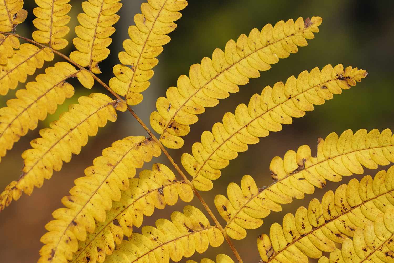 Unterbrochener Farn mit seinem Herbstlaub