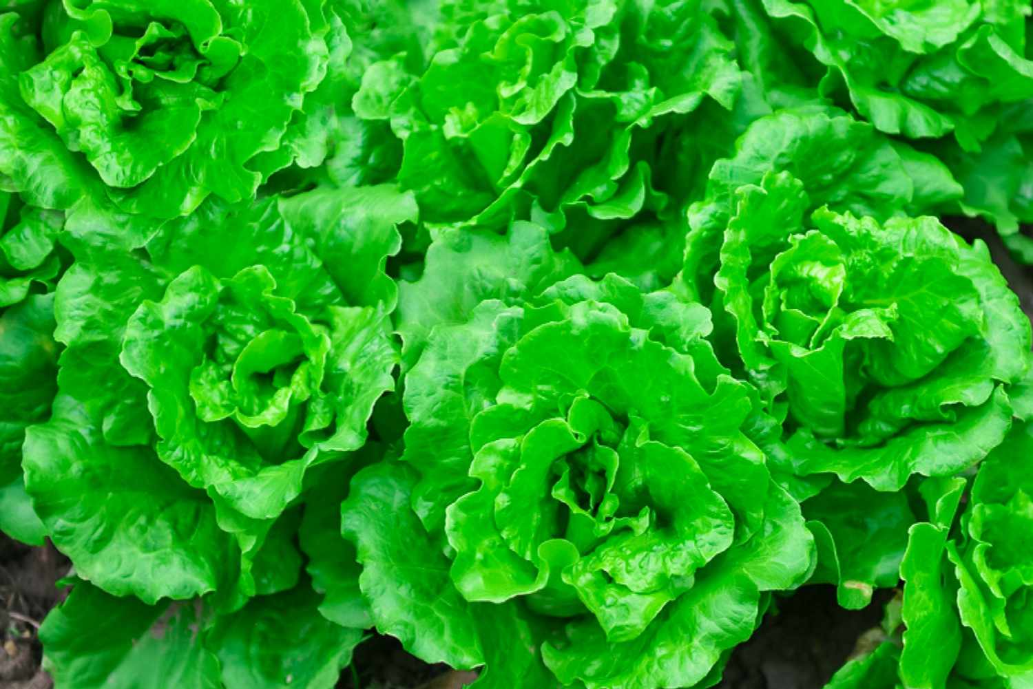 growing lettuce