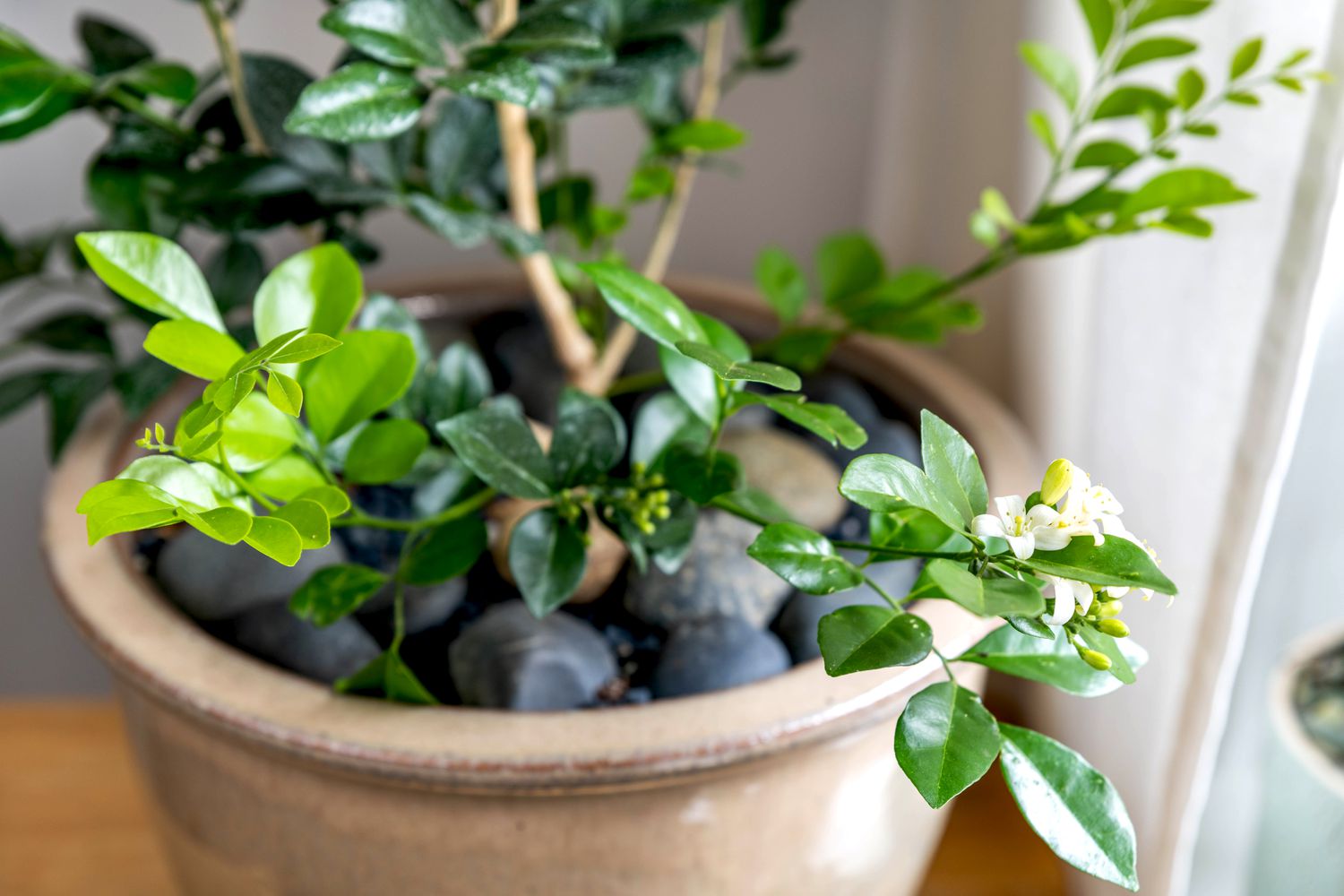 Orangefarbene Jasminpflanze mit kleinen weißen Blüten und Knospen in hellbraunem Topf mit schwarzen Kieselsteinen