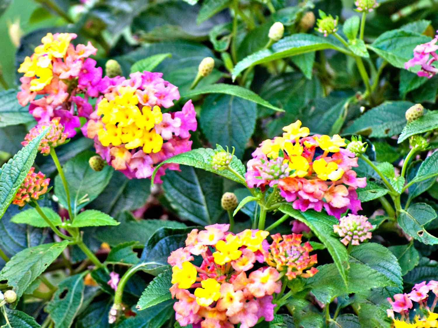 Lantana Flowers (Lantana camara)