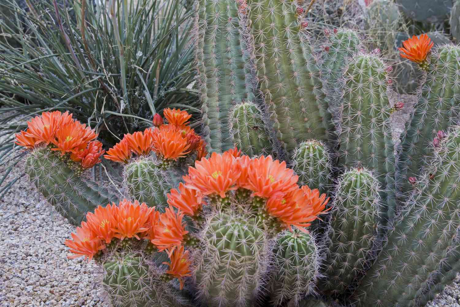 Rotbecher-Kaktus