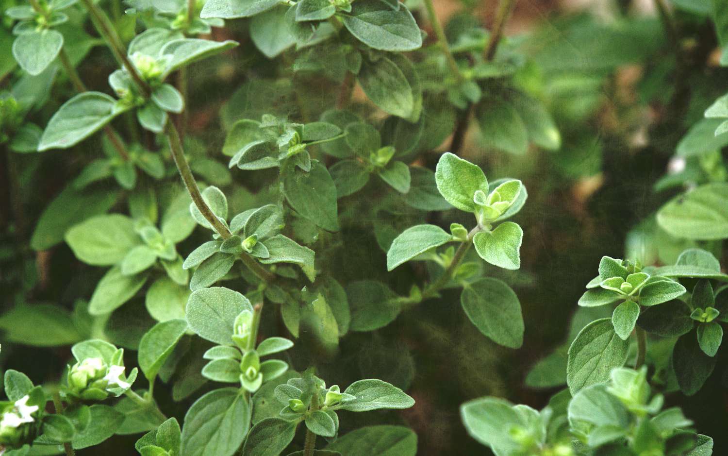 Oregano Plant