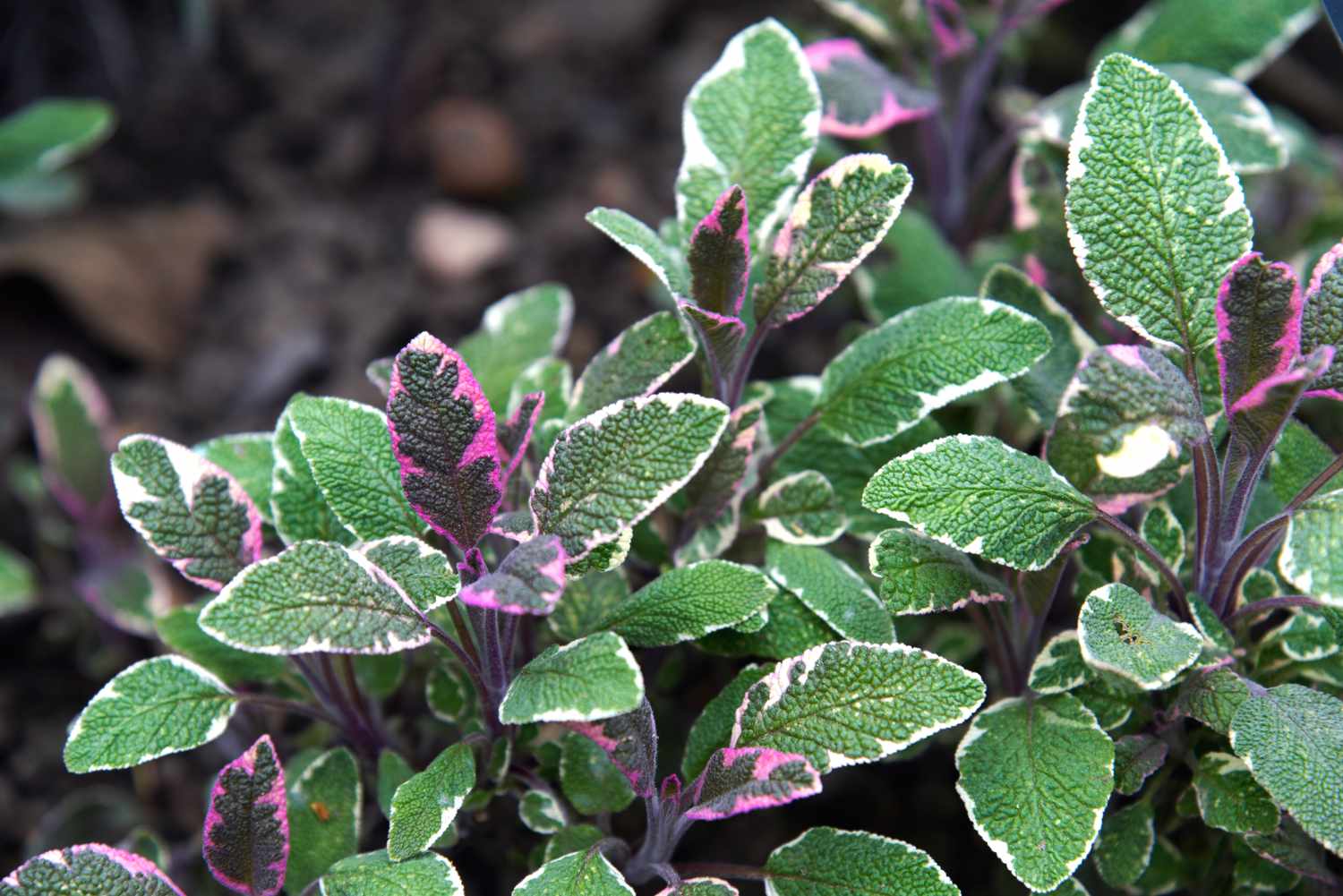 Mehrjährige dreifarbige Salbeipflanze mit panaschierten Blättern mit violetten und weißen Blättern in Großaufnahme