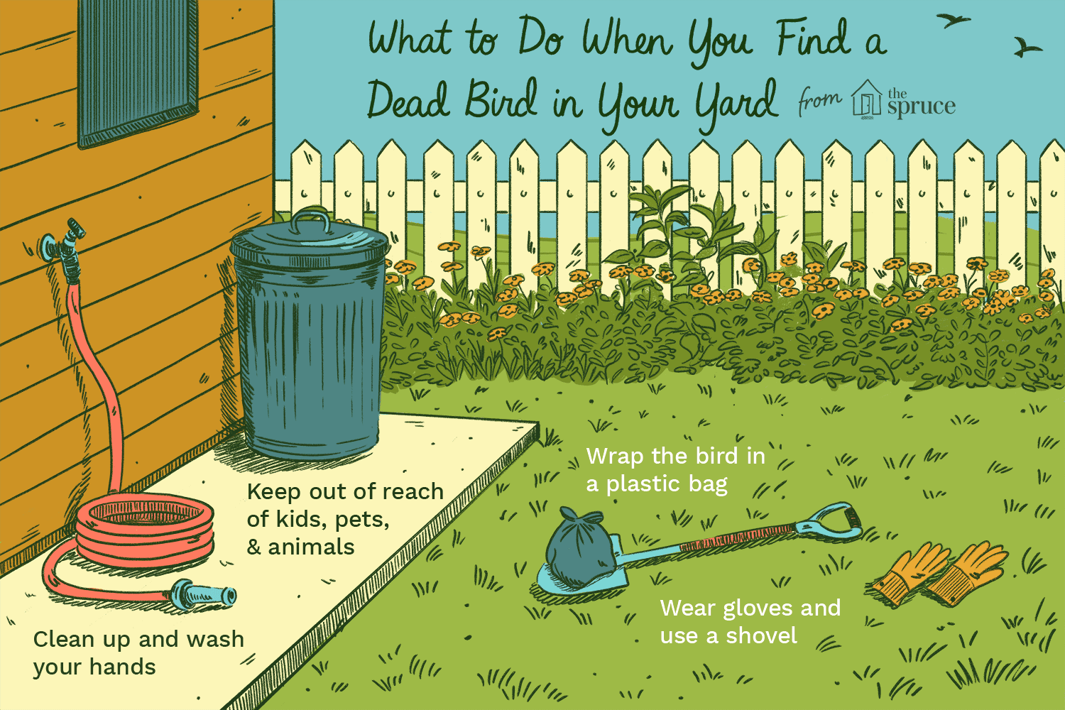 illustration of what to do when you find a dead bird in your yard