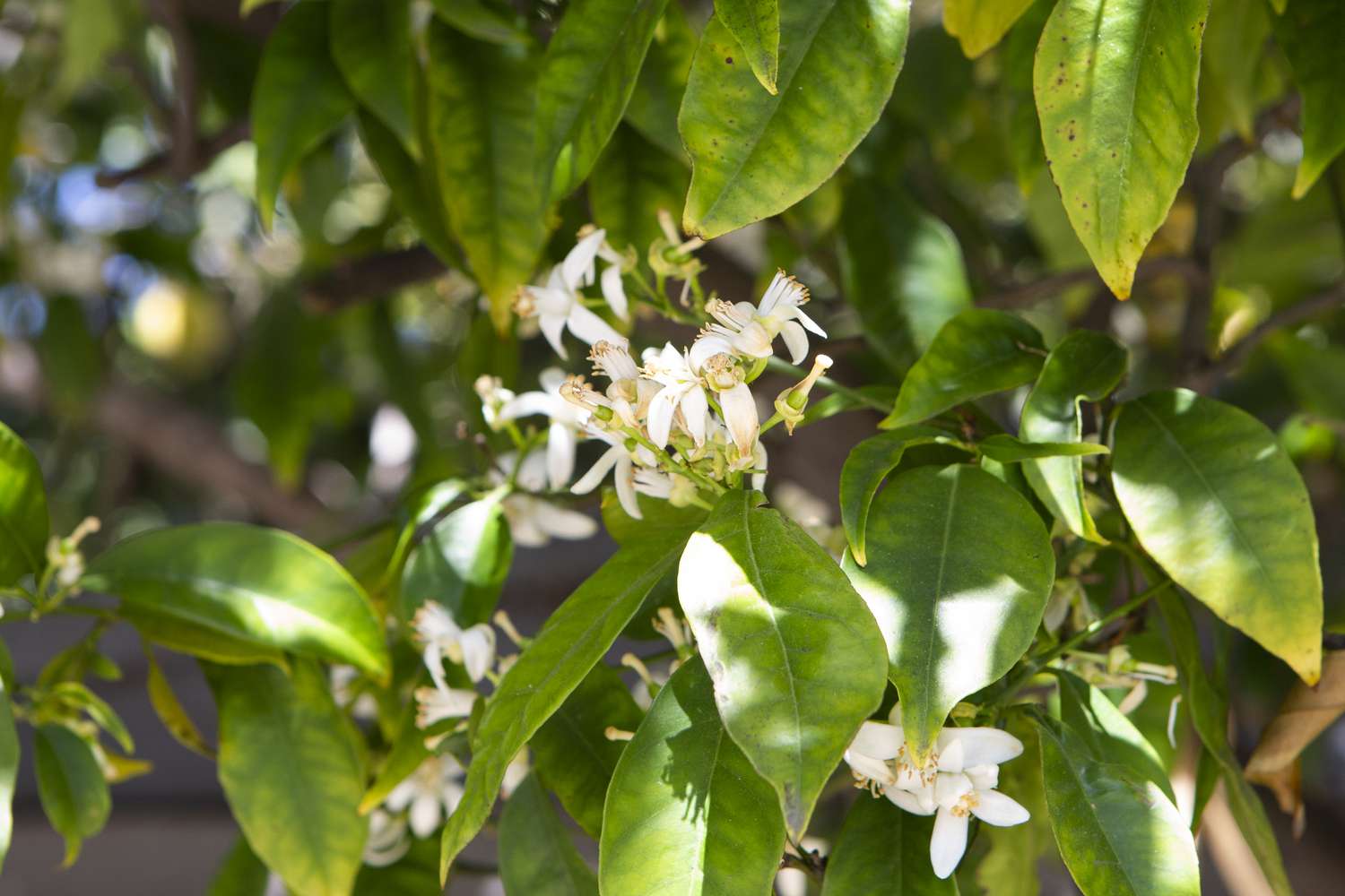 Folhas de limoeiro de Lisboa e pequenas flores brancas em close-up