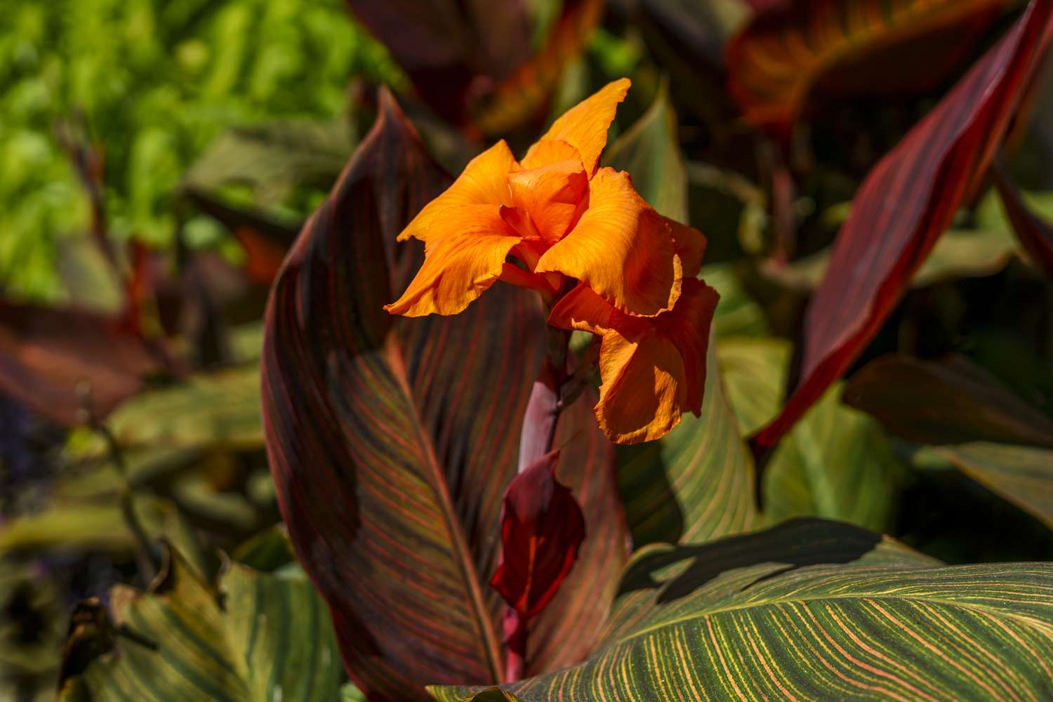 Die leuchtend orangefarbene Blüte der Cannas-Pflanze steht in voller Blüte