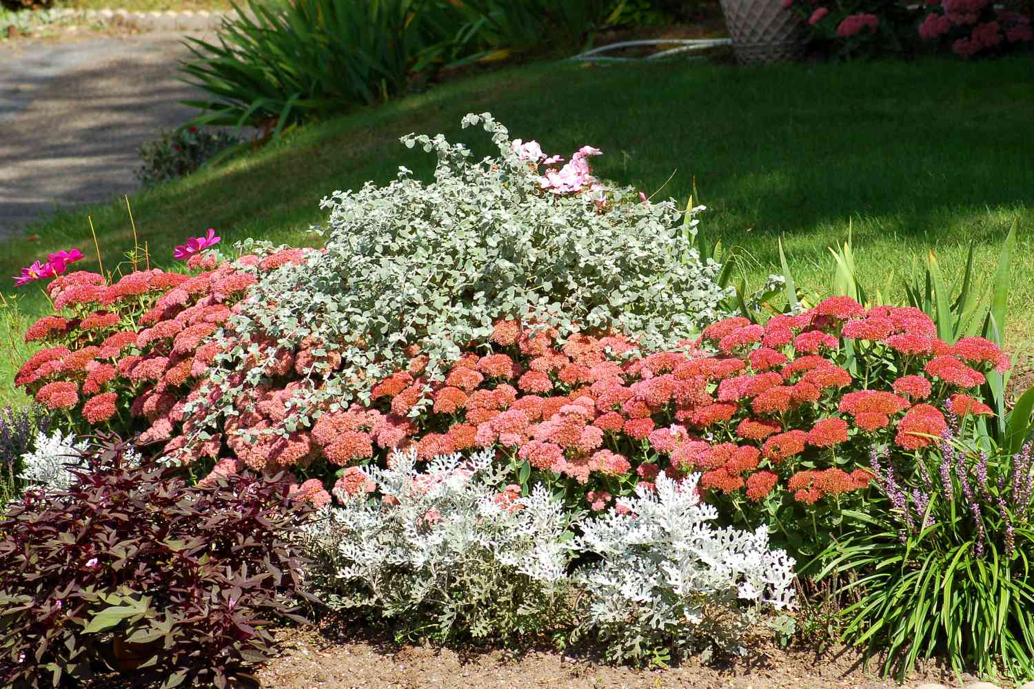 Ein Blumenbeet mit Sedum 'Autumn Joy'. Dies ist eine gute Bepflanzung für den Herbst.