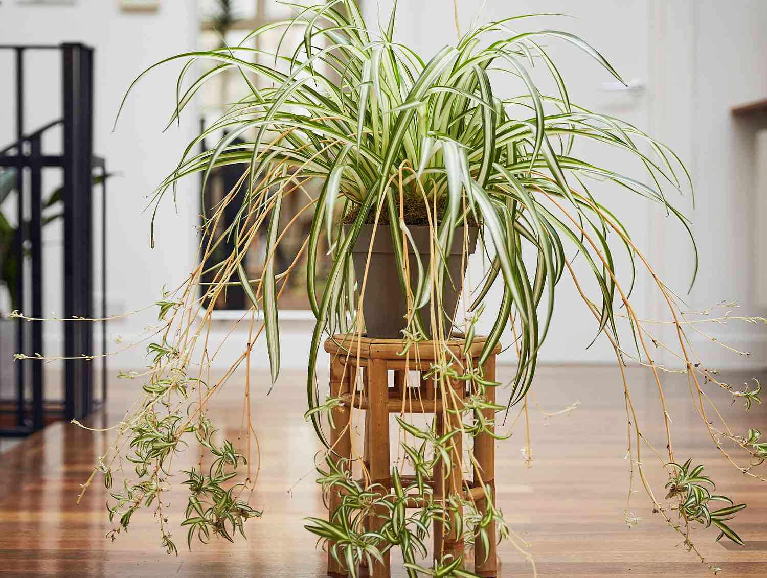 Mature spider plant with pups