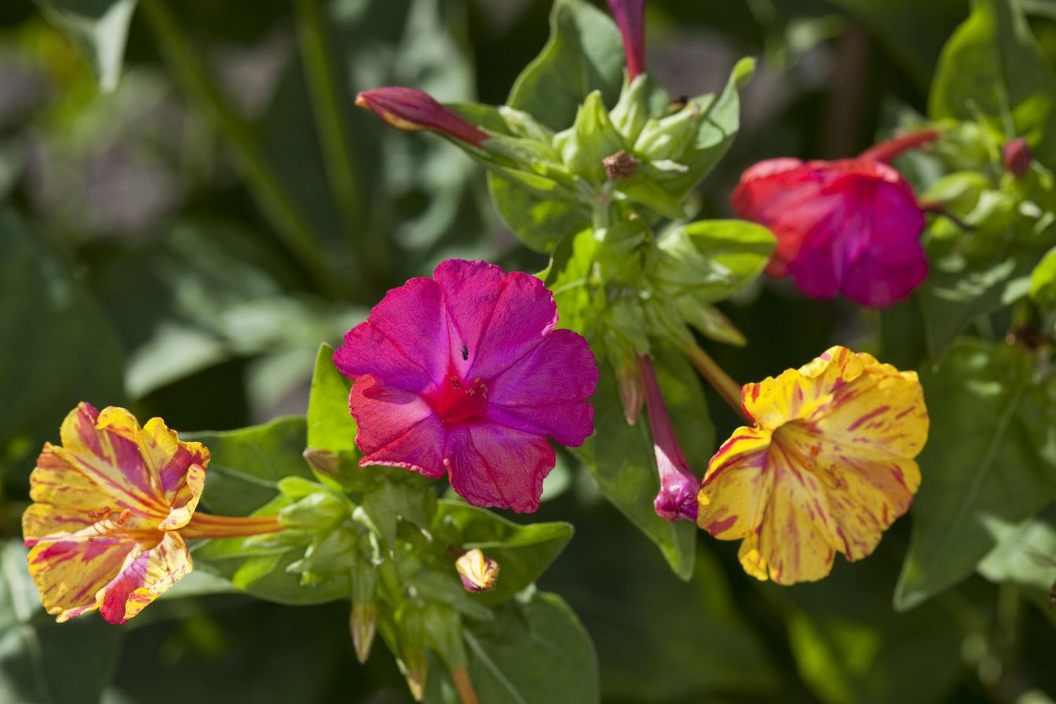 Vier-Uhr-Blumen