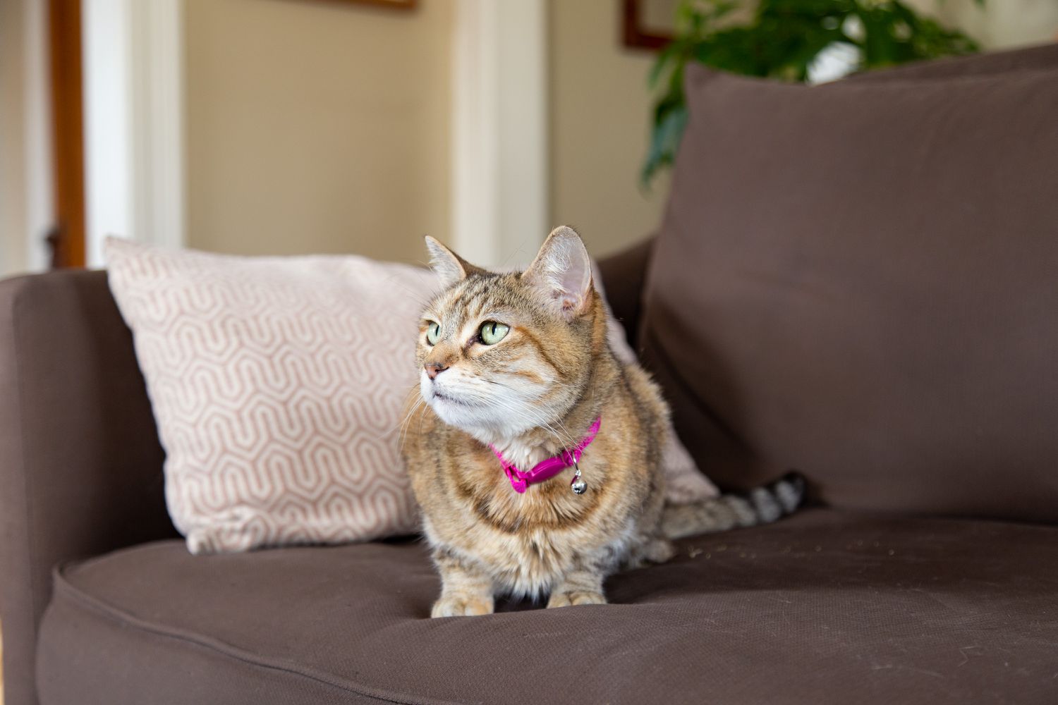 Gato blanco y moreno con collar rosa sentado en un sofá de tela marrón