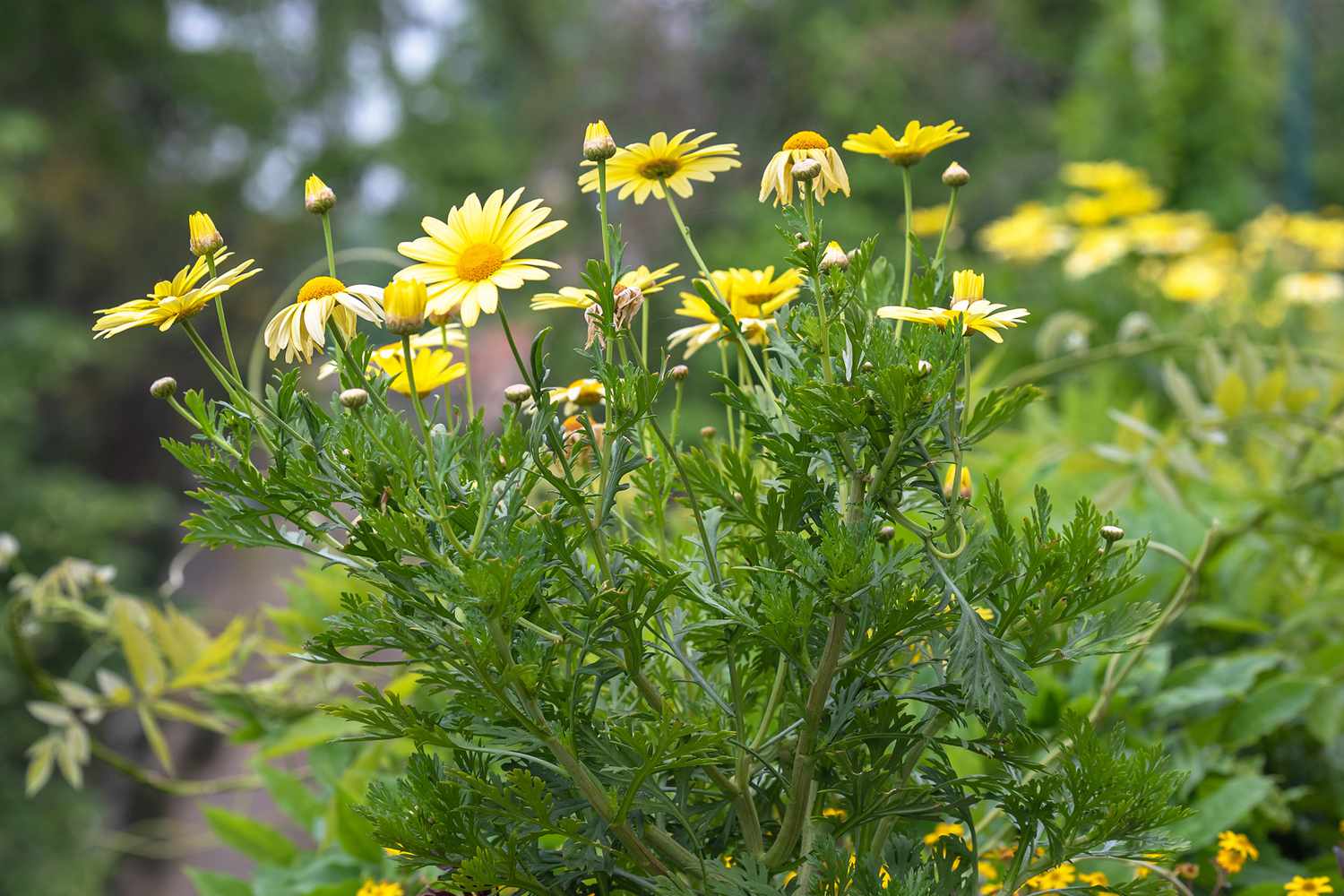 Kronenblume gelbe Blüten und Knospen an dünnen Stielen mit gezackten Blättern