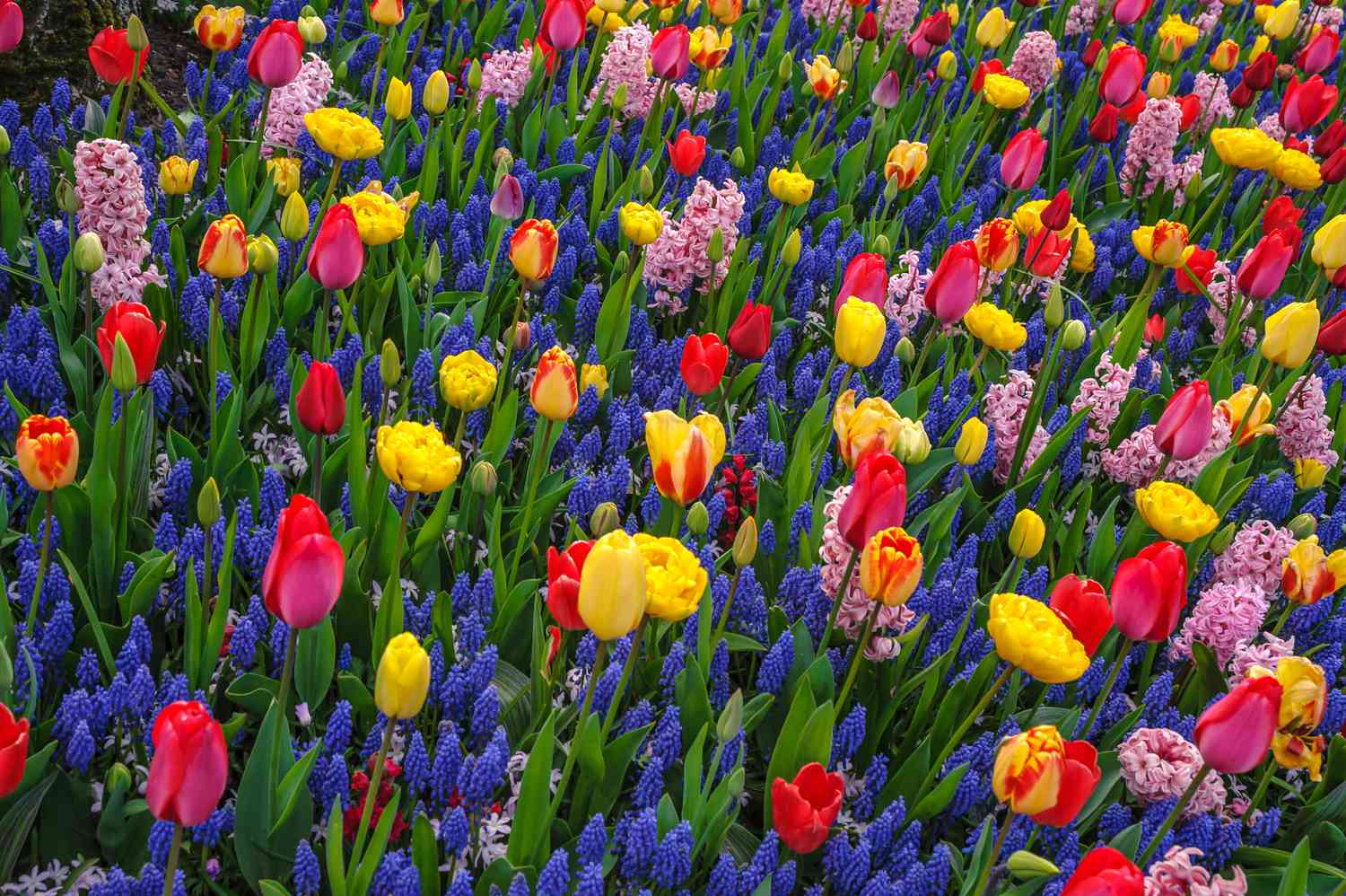 Jardin de tulipes mélangé avec des fleurs de couleurs froides et chaudes