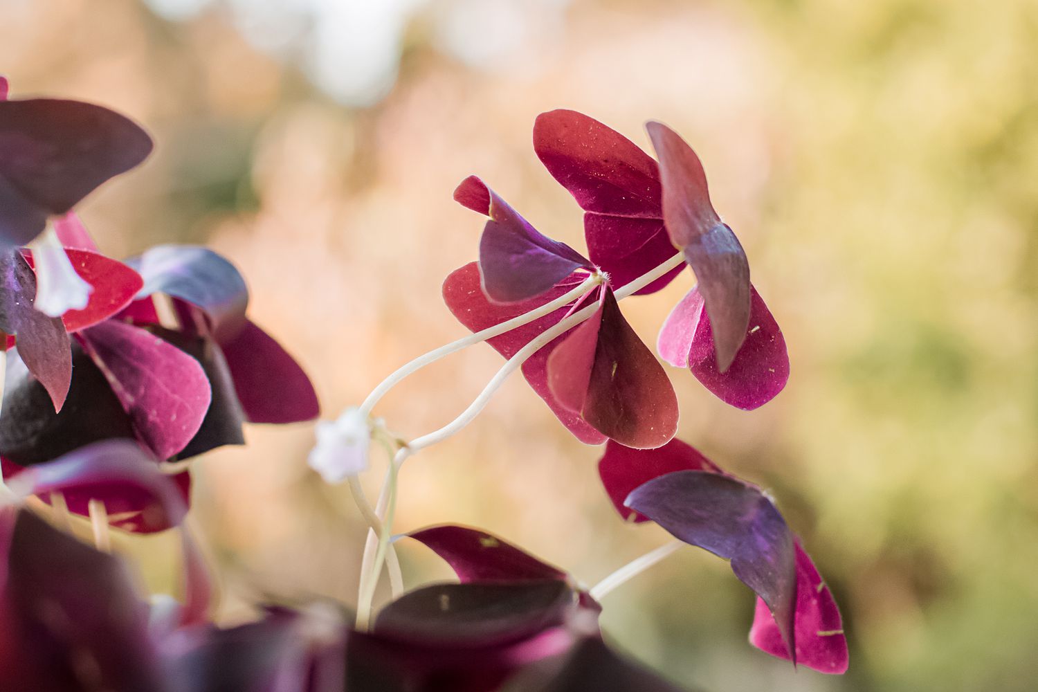 Nahaufnahme des violetten Kleeblatts, das mehr rosa/lila aussieht