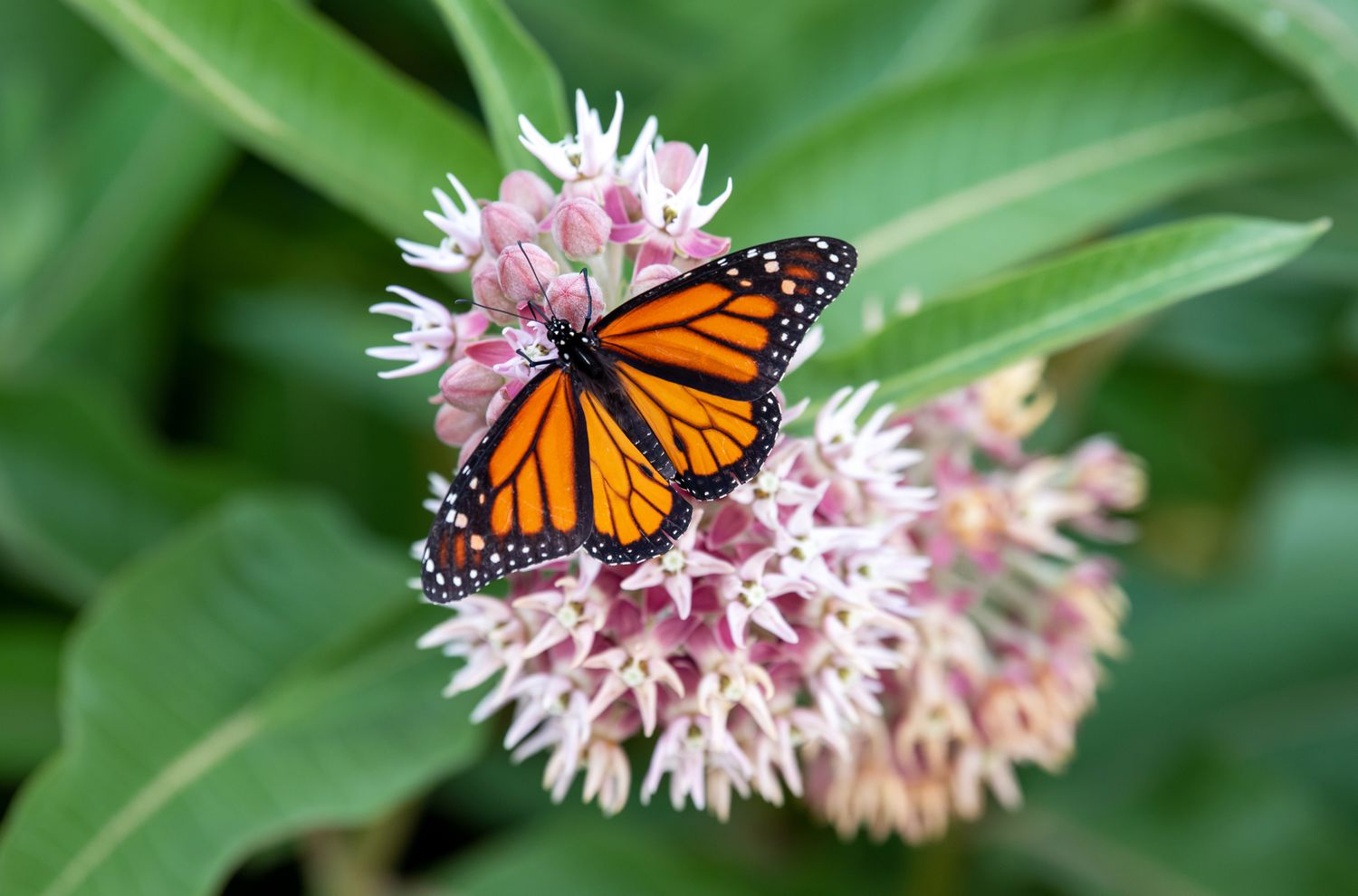 Schmetterlingsstrauch mit winzigen weißen Blüten und orangefarbenem Schmetterling an der Spitze