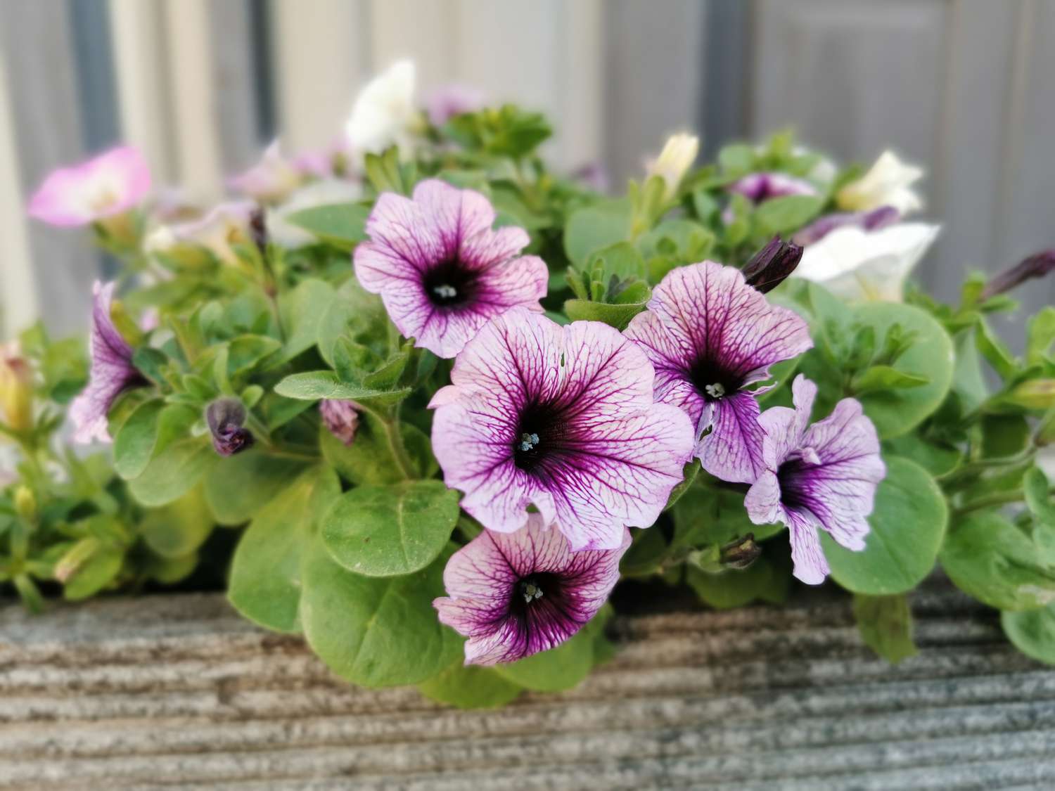 Petunienblüten im Blumenkasten