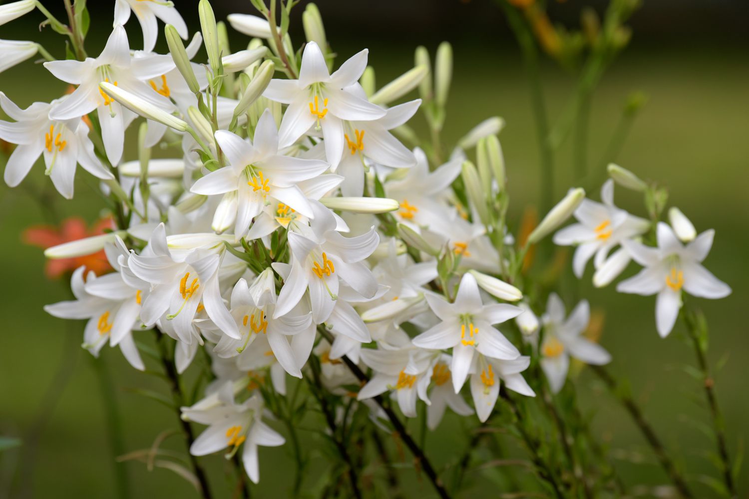 Madonnenlilienpflanze mit weißen trompetenförmigen Blüten mit gelber Mitte, die an dünnen Stielen zusammenstehen