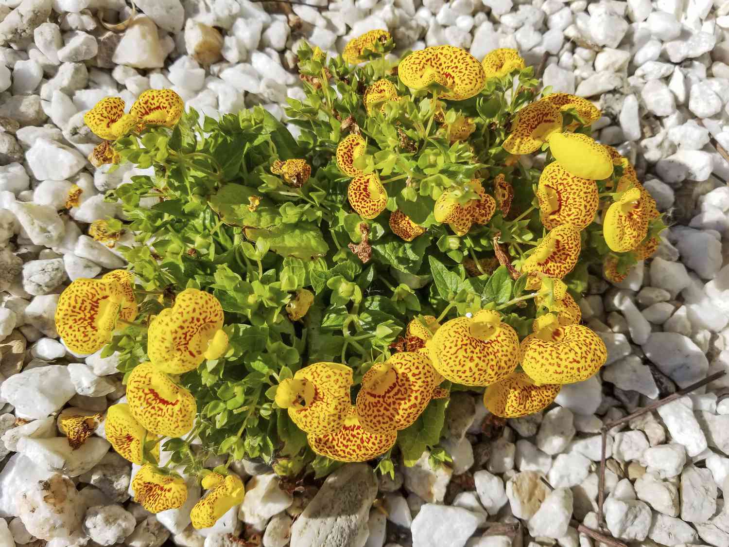 Calceolaria integrifolia auf einem Bett aus Kieselsteinen