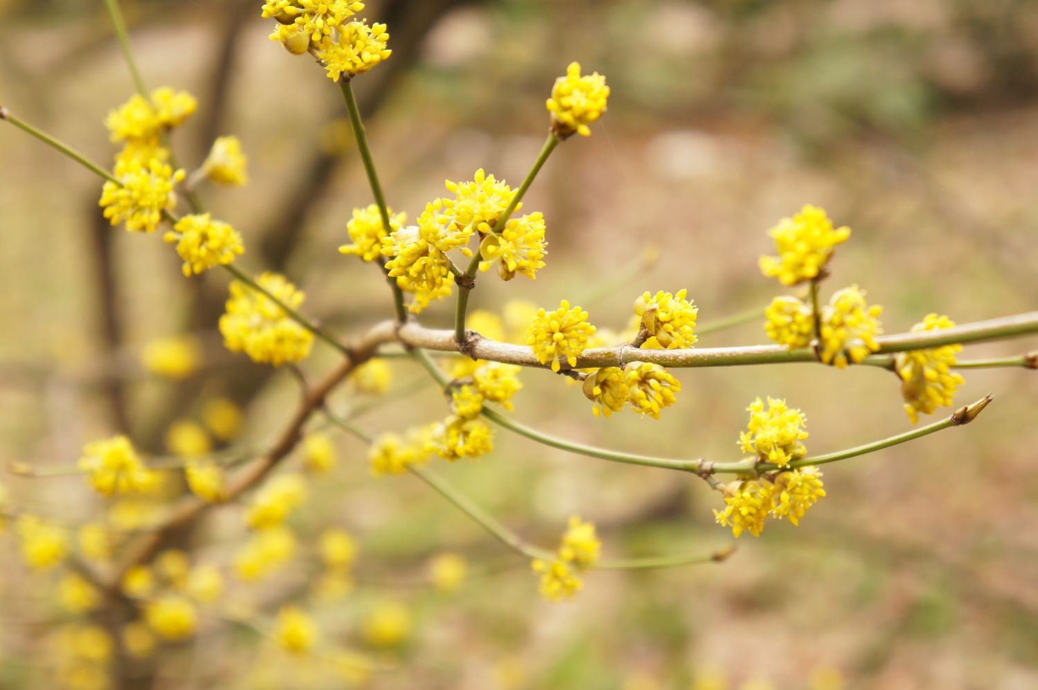 Lindera benzoin oder Gewürzbusch gelbe Pflanze im Frühling