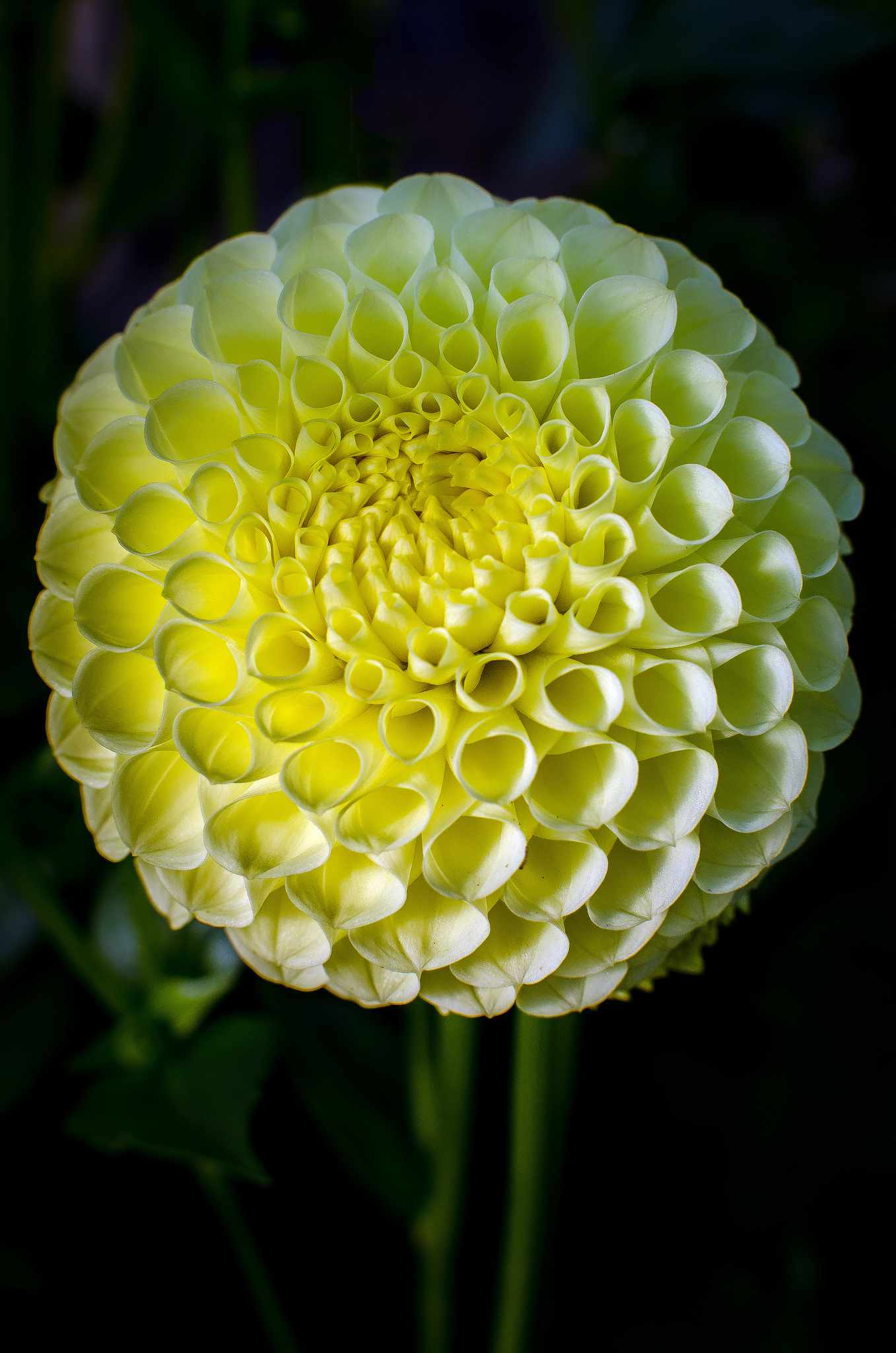 clearview daniel dahlia