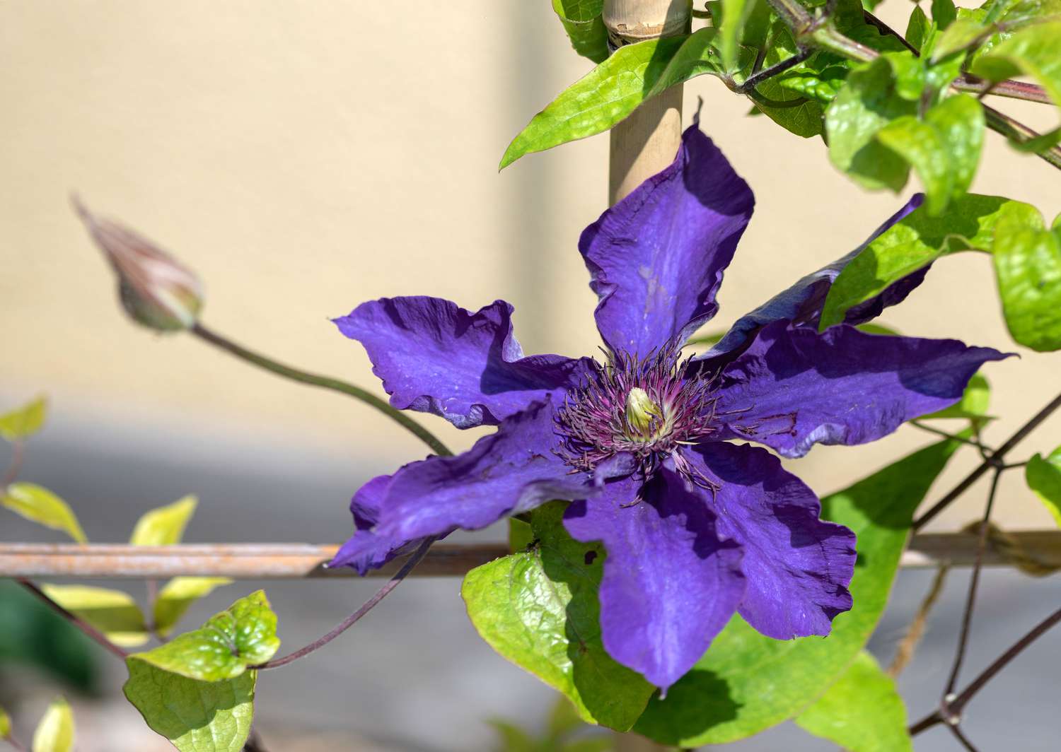 Planta Clematis 'El Presidente' con una gran flor morada con anteras rojizas en el centro